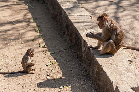 Monkeys, Elephant Island