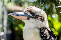 Kookaburra, Brisbane, Australia
