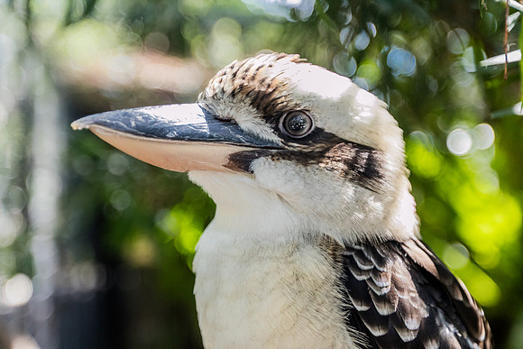 Kookaburra, Brisbane, Australia