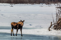 Female Moose, Susitna River, Alaska