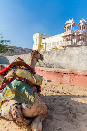 Camel, Outside Jaipur