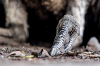 Ostrich Foot, Africa