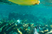 Caribbean Sea, Bahamas