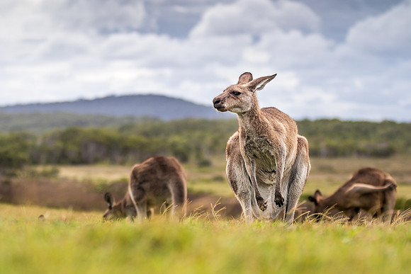 Australia-4.jpg