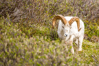 Mountain Ram, Denali National Park