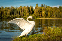 Trumpeter Swan, Six Mile Lake, Alaska