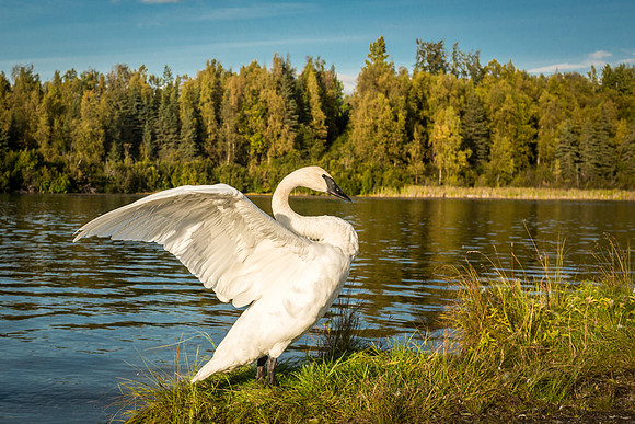 Trumpeter Swan, Six Mile Lake, Alaska