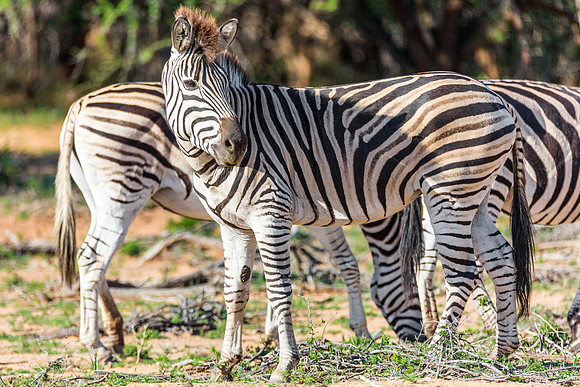 Zebras, Kruger National Park, South Africa