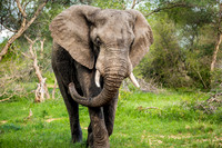 Male Teenage Elephant, Kruger National Park, South Africa