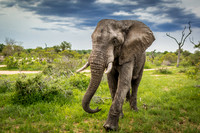Male Teenage Elephant, Kruger National Park, South Africa