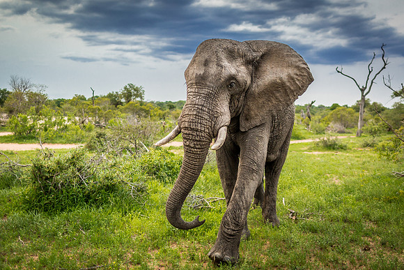 Male Teenage Elephant, Kruger National Park, South Africa