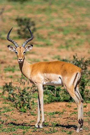Young Impala, Kruger National Park, South Africa