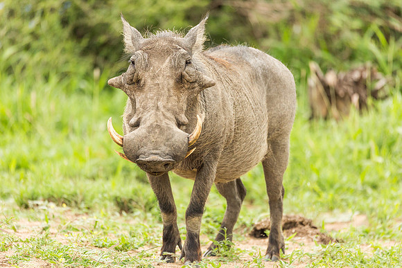 Warthog, Kruger National Park, South Africa