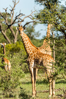 Yearling Giraffe, Kruger National Park, South Africa