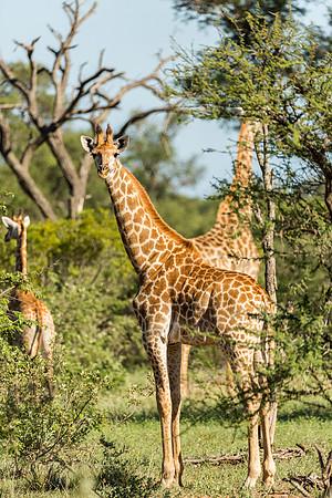 Yearling Giraffe, Kruger National Park, South Africa