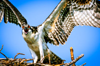 Baby Hawk, Lake Hartwell, South Carolina