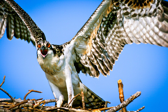 Baby Hawk, Lake Hartwell, South Carolina