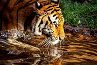 Tiger, Memphis, Tennessee