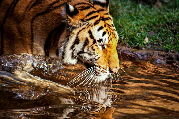 Tiger, Memphis, Tennessee