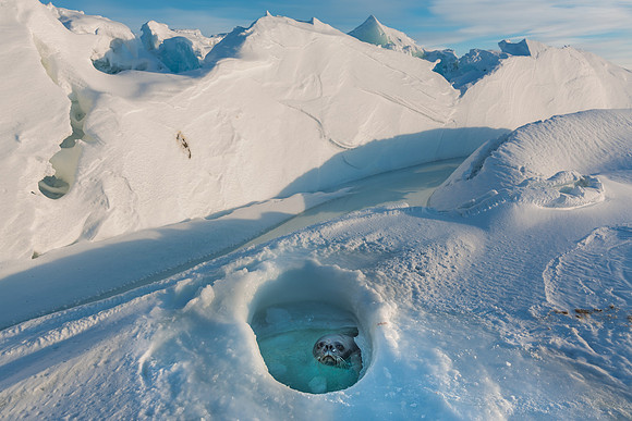 Weddel Seal in Breathe Hole