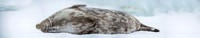 Weddell Seal Sleeping