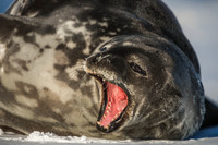Hungry Seal