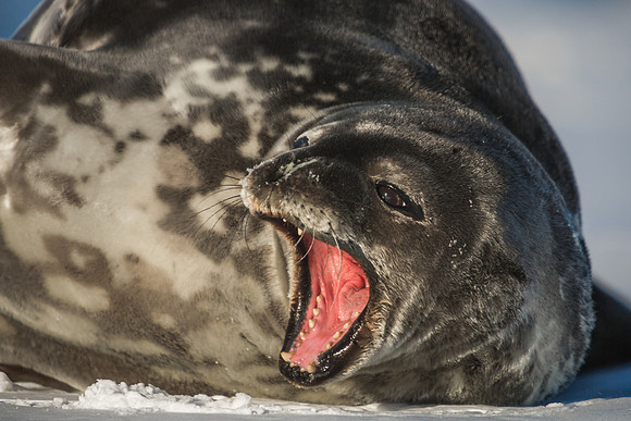 Hungry Seal