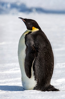 Emperor Penguin