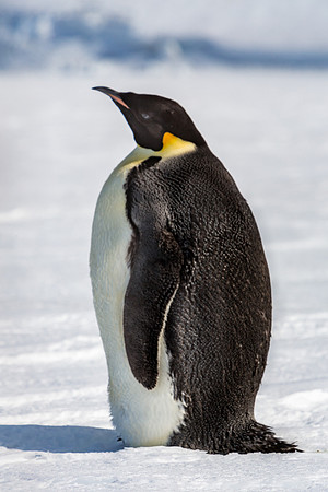 Emperor Penguin