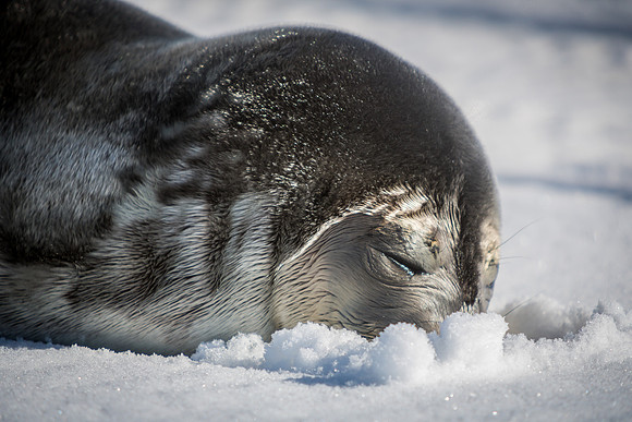 Baby Weddell Seal