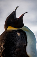 Emperor Penguin
