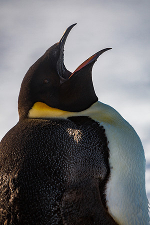 Emperor Penguin