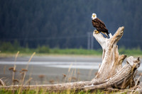 Eagle, Turnagain Arm, Alaska