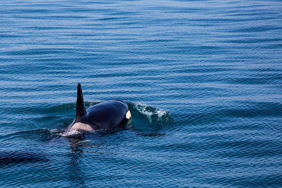 Orca, Resurrection Bay, Seward