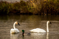 Trumpeter Swans, Potters Marsh, Alaska