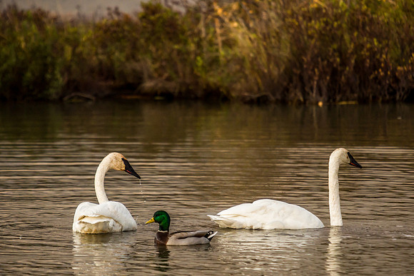 Trumpeter Swans, Potters Marsh, Alaska