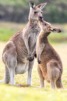 Kangaroo and Kid, Brisbane, Australia