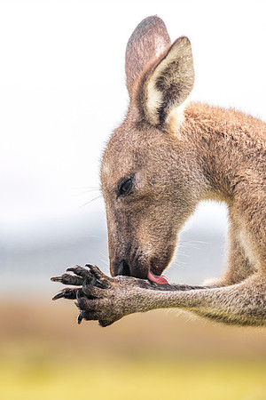 Kangaroo, Brisbane, Australia