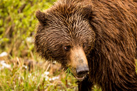 Grizzly Bear, Denali National Park