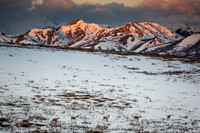 Caribou at Sunrise, Denali National Park, Alaska