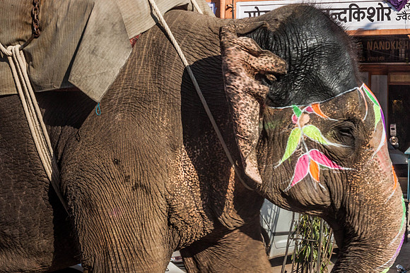 Elephant, Jaipur