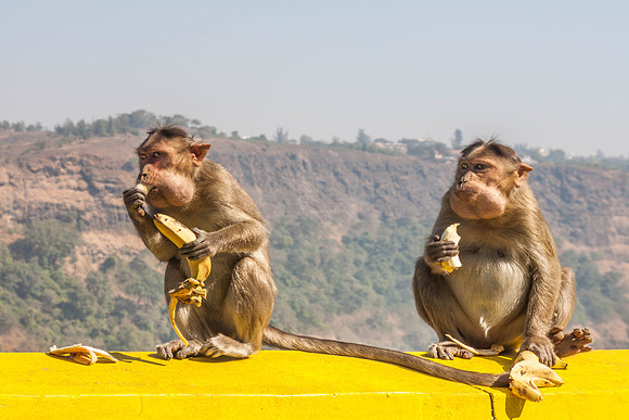 Monkeys, Highway from Mumbai