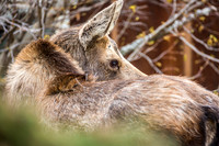 Moose, Eagle River