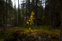 Jasper National Park, Fall, Canada