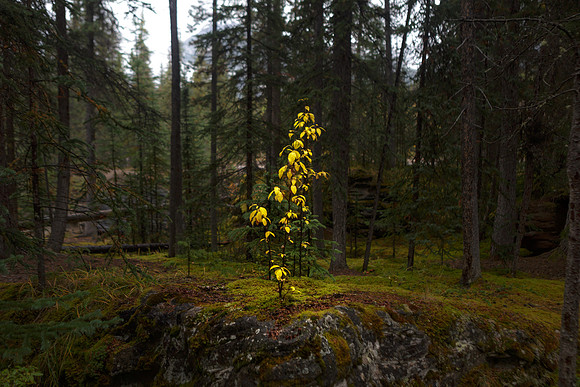 Jasper National Park, Fall, Canada