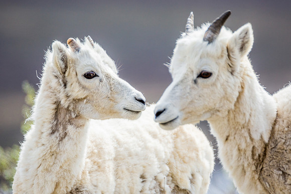 Baby Dall Sheep, Denali National Park
