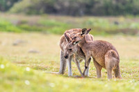 Kangaroo Bonding, Brisbane, Australia