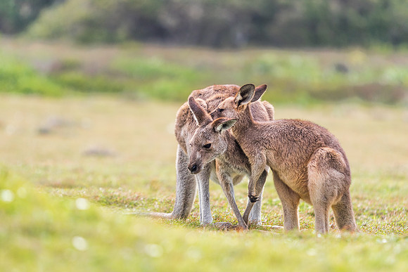 Kangaroo Bonding, Brisbane, Australia